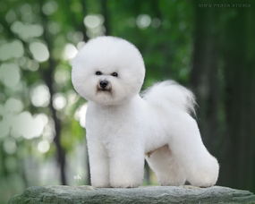 比熊修腳注意事項(xiàng)