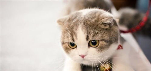 寵物貓?jiān)诩蚁丛枳⒁馐马?xiàng),寵物貓洗澡注意事項(xiàng),寵物貓打疫苗注意事項(xiàng)
