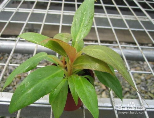 大青,養(yǎng)殖,注意事項(xiàng),方法