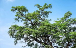 冬天移栽樹(shù)木注意事項(xiàng)