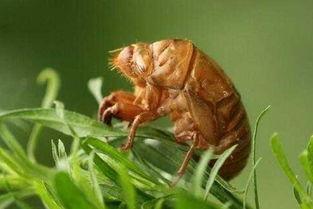 金蟬的養(yǎng)殖方法和注意事項,黃金蟬的養(yǎng)殖方法和注意事項,君子蘭的養(yǎng)殖方法和注意事項