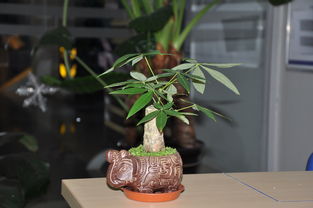 給發(fā)財(cái)樹換盆注意事項(xiàng)