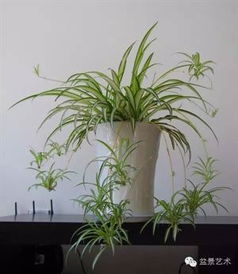 移栽吊蘭注意事項