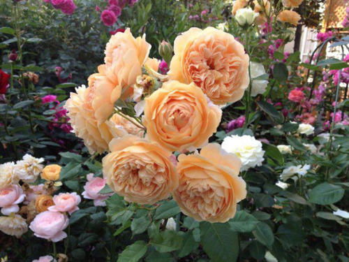 月季移栽后注意事項