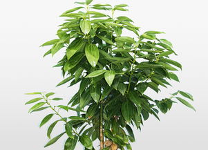 平安樹冬季的養(yǎng)殖方法和注意事項