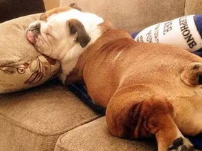 養(yǎng)狗狗的注意事項,狗狗生理期注意事項,狗狗驅(qū)蟲注意事項