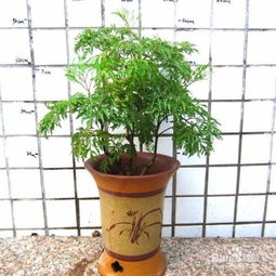 羽葉福祿桐的養(yǎng)殖方法和注意事項,羽葉福祿桐的養(yǎng)殖方法和注意事項講解,福祿桐的養(yǎng)殖方法和注意事項有哪些