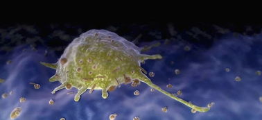 巨噬細(xì)胞吞噬功能測(cè)定的注意事項(xiàng),巨噬細(xì)胞的吞噬檢測(cè)中性紅,巨噬細(xì)胞吞噬雞紅細(xì)胞注意事項(xiàng)