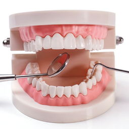 口腔灌注模型注意事項(xiàng)