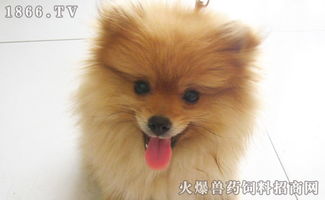 博美配種后注意事項(xiàng)