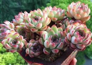 花種,種植,注意事項(xiàng),方法