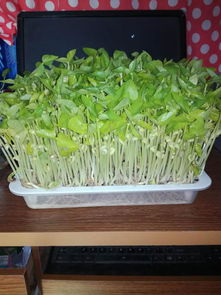 發(fā)豆芽的注意事項,生豆芽的注意事項,種豆芽的注意事項