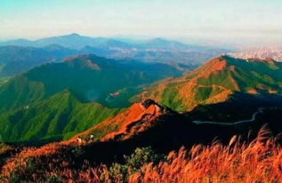 梧桐山過夜注意事項