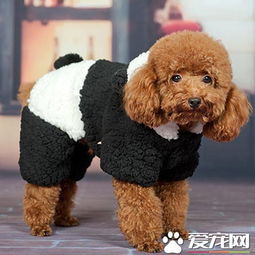 母狗,交配,初次,注意事項