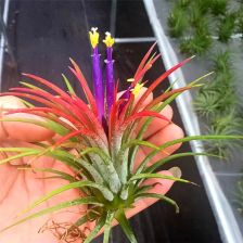 空氣鳳梨開花注意事項