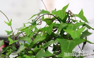 元寶樹水培方法和注意事項(xiàng)