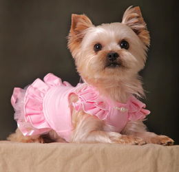 比熊配狗注意事項,博美配狗注意事項,法斗配狗注意事項