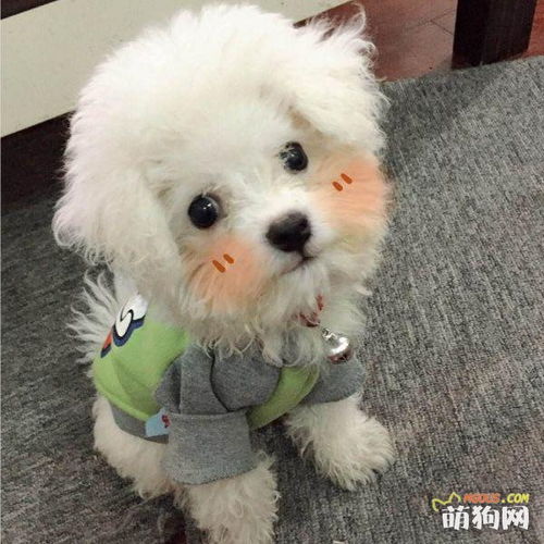 上班族養(yǎng)比熊注意事項(xiàng)