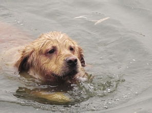 狗狗,自駕游,注意事項(xiàng)