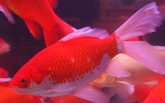 紅鯽魚養(yǎng)殖和注意事項(xiàng)