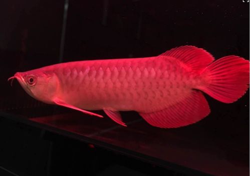 注意事項,快遞,龍魚