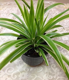 金魚(yú)吊蘭種植方法和注意事項(xiàng),牡丹吊蘭種植方法和注意事項(xiàng),盆栽吊蘭的養(yǎng)殖方法和注意事項(xiàng)