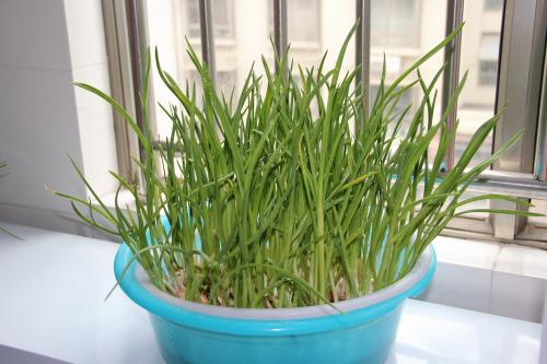 水培,豆芽,注意事項