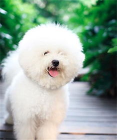 修腳,注意事項(xiàng),比熊