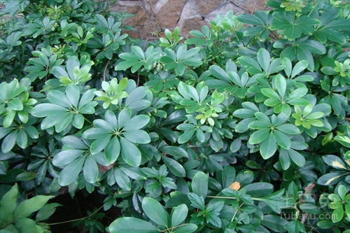 鵝掌,養(yǎng)殖,注意事項(xiàng),方法