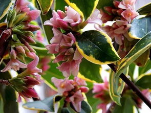 金邊瑞香繁殖方法和注意事項(xiàng)