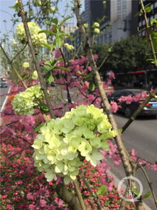 移栽,木本,繡球,注意事項