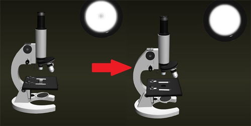 使用顯微鏡的注意事項(xiàng)鏡筒下降是眼睛應(yīng)看