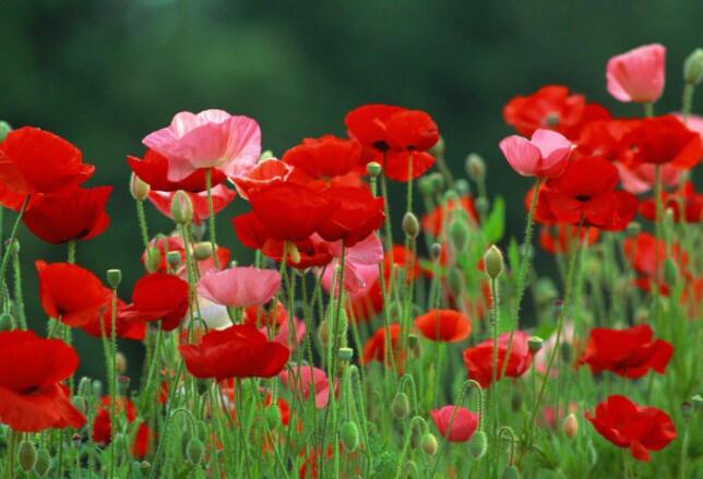 罌粟花