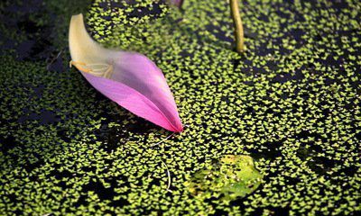花瓣，在春風(fēng)中飄落（十七）