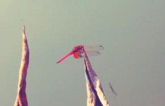 原來，愛情也可以不是玫瑰色