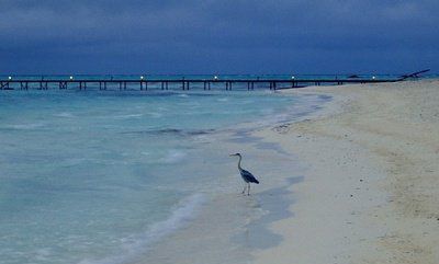 海鳥和魚的故事