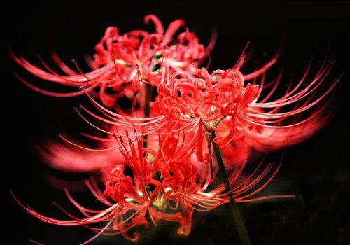 奇異彼岸花的故事，看完后心微微顫痛