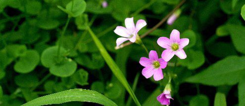 當愛走進心靈，還有什么癥結不能融化的？