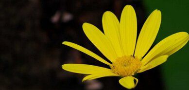 愛(ài)是生死相隨