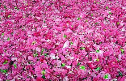 驚心動(dòng)魄的玫瑰