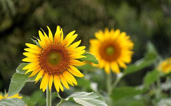 愛情不是你喜歡我我就得喜歡你