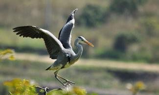 一只為愛殉情的蒼鷺