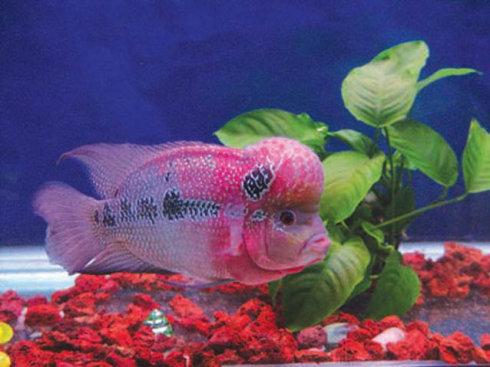 魚和水的愛情故事