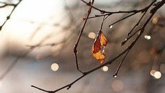 如果愛，欺騙也被原諒