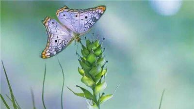 來生，一定做你最美的新娘