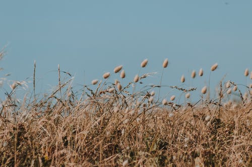怎樣運(yùn)用擬人的修辭手法