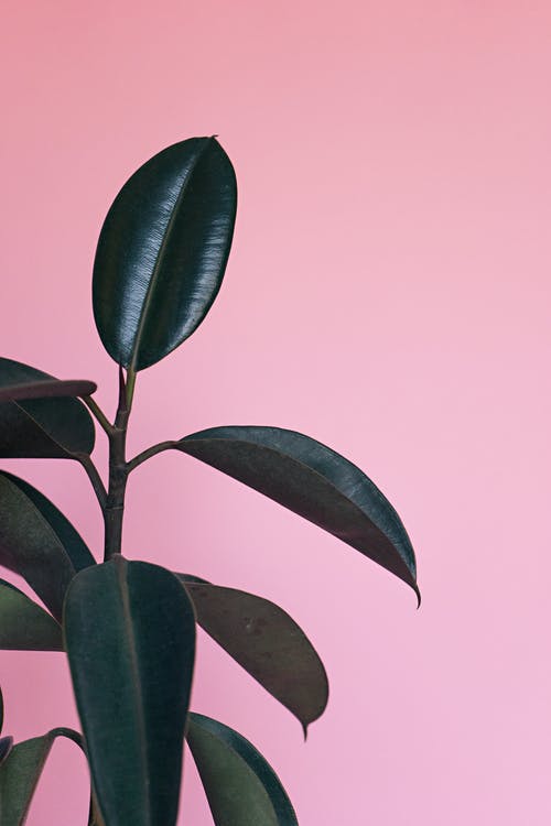 結(jié)婚拜堂祝福語