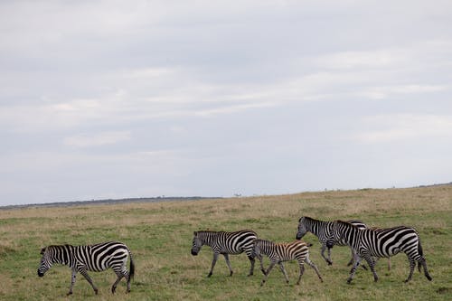 美艷老婆是特工小說爽文林晨葉寒霜無錯版閱讀