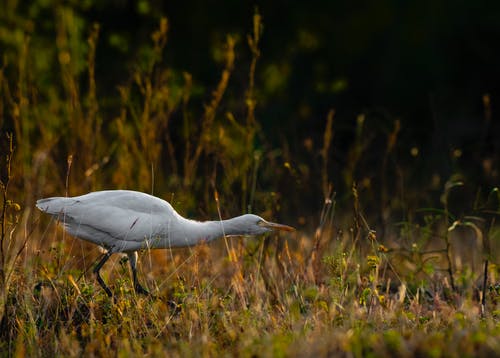 2021年暖心小滿祝福語摘錄58條 2021年暖心小滿祝福語摘錄58條