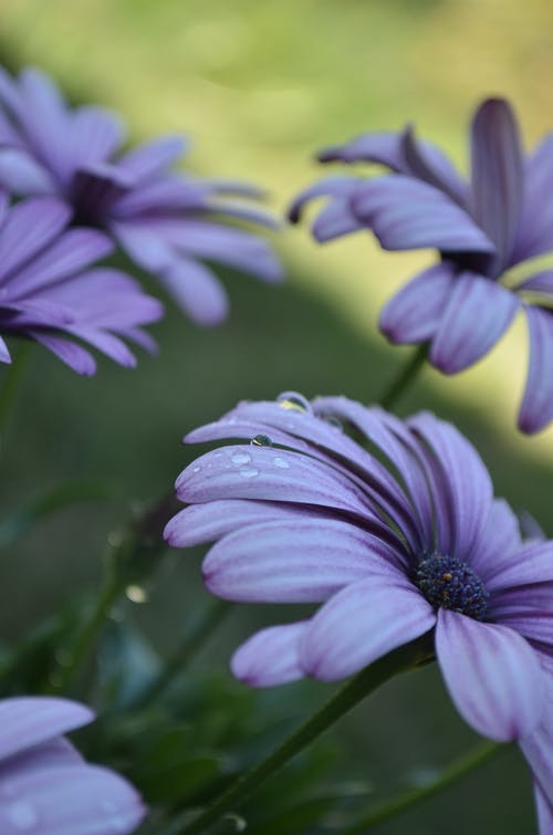 男性長(zhǎng)輩生日祝福語(yǔ)